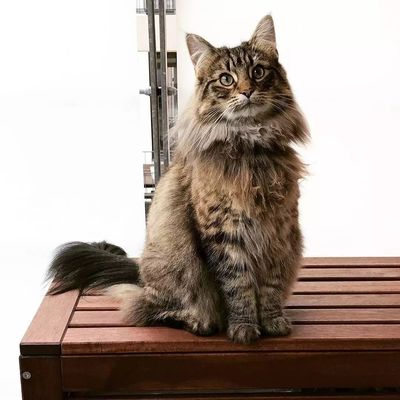 挪威森林猫 猫咪界的神秘北极探险家