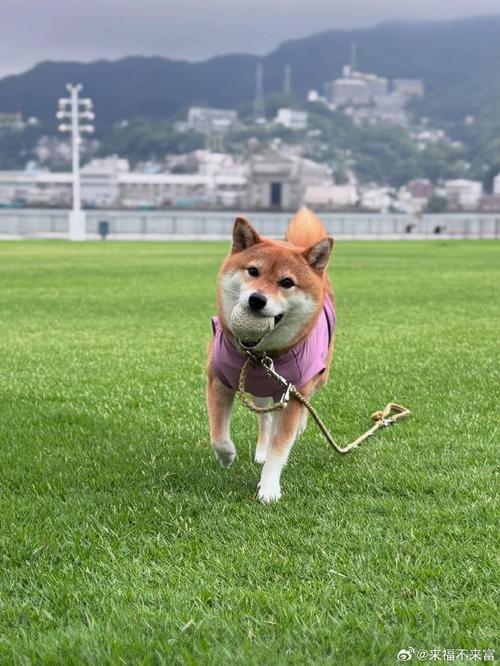 宠物日常##狗狗##宠物